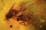 Fossil Cicada (Auchenorrhyncha) Larva & Flies (Diptera) In Amber #96205-4